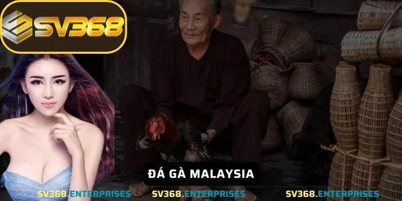 Đá gà malaysia