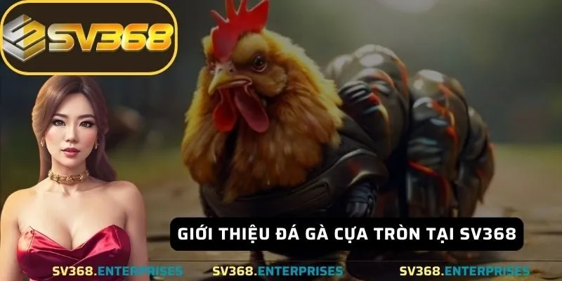 Giới thiệu đá gà cựa tròn tại SV368