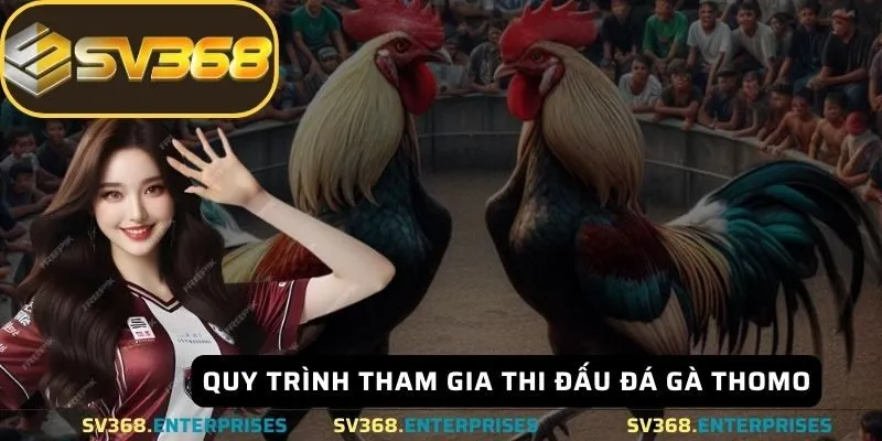 Quy trình tham gia thi đấu đá gà Thomo